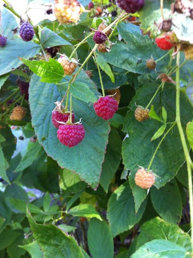Raspberrys Mccarney