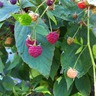 Raspberrys Mccarney