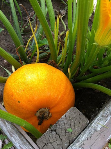 Pumpkin Getting Bigger
