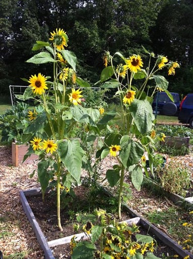 Jcc Sunflowers