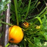 Growing Pumpkin