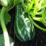 Another Zucchini